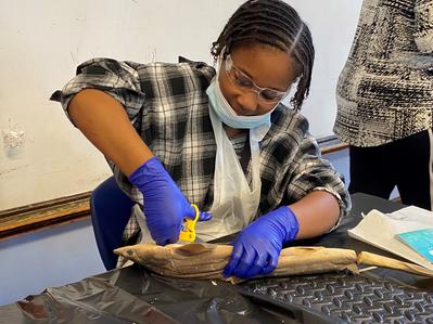Local student works on STEAM Shark Lab dissection kit.