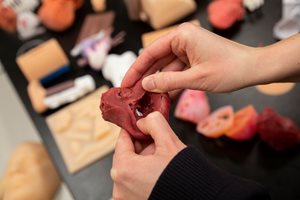 Hands holding model of heart