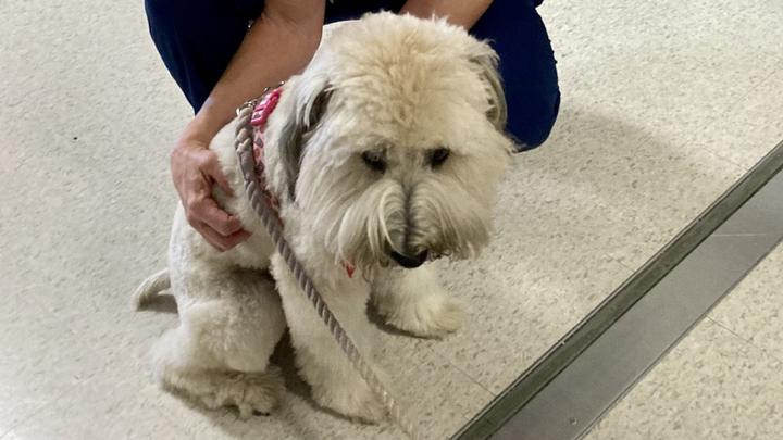 OSF St Mary Medical Center Pet Assisted Therapy Tammie And Addison.Jpeg