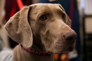 Stella, animal-assisted therapy dog