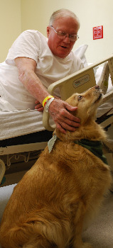Dog  Visit In Room 