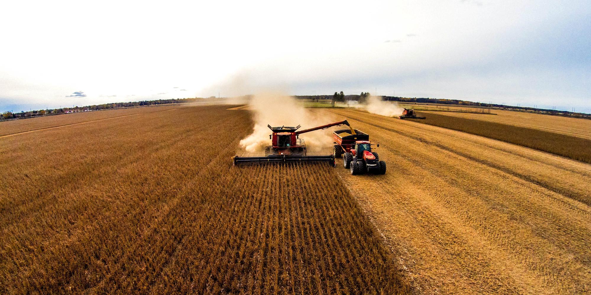 Tractor harvesting corn in a field